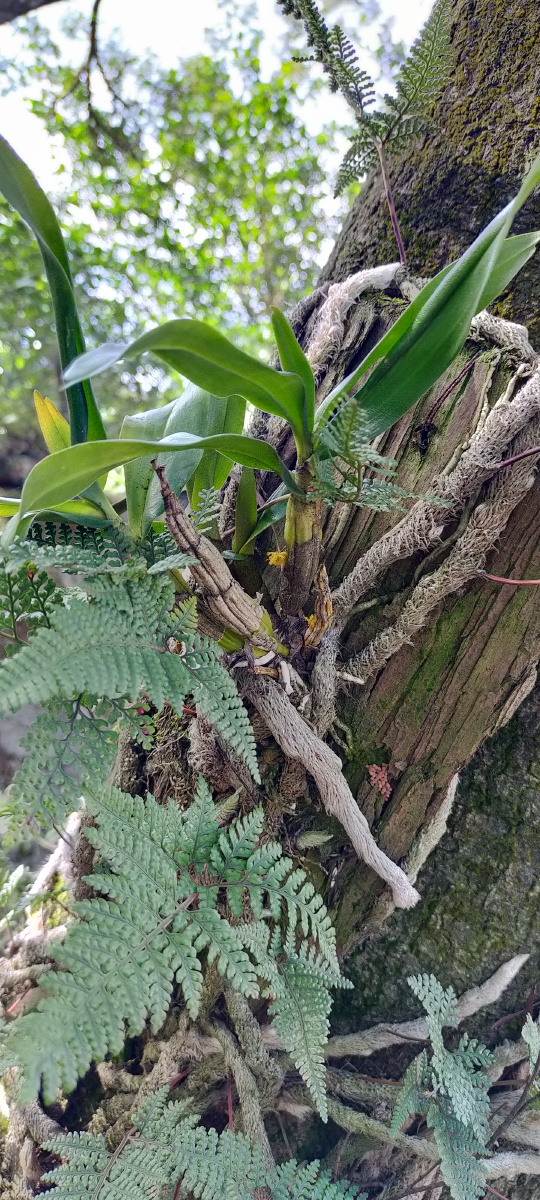 植物的共生依存05