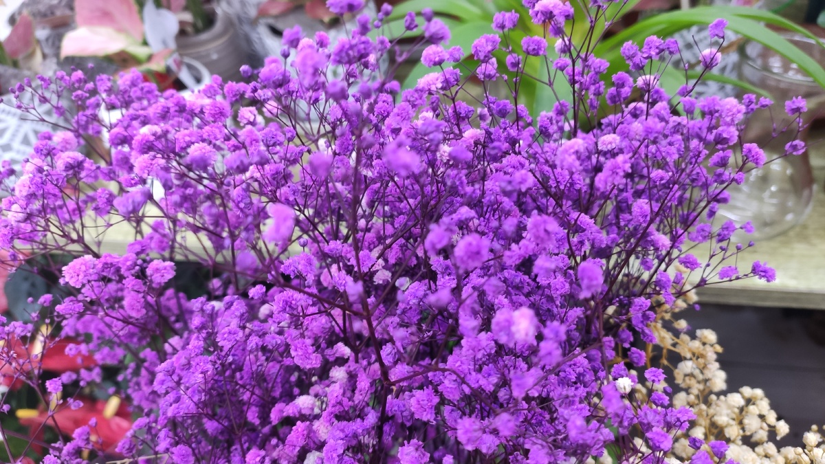 紫色的满天星怎一个美字了得