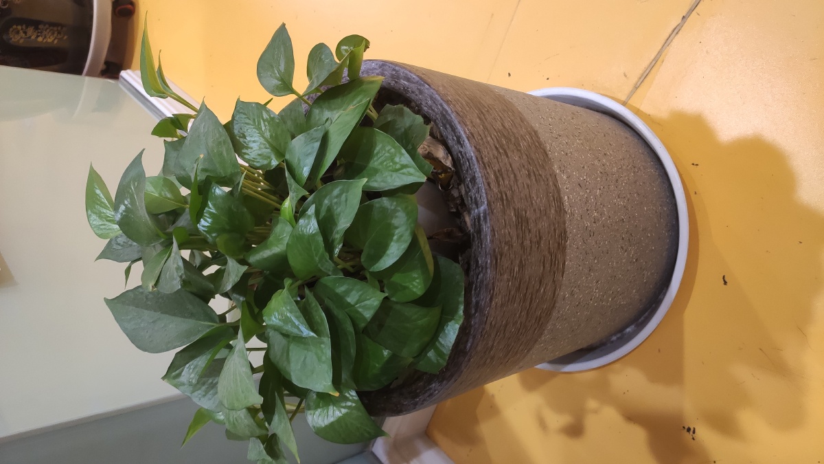 一盆绿萝,也可以被养得很文艺.