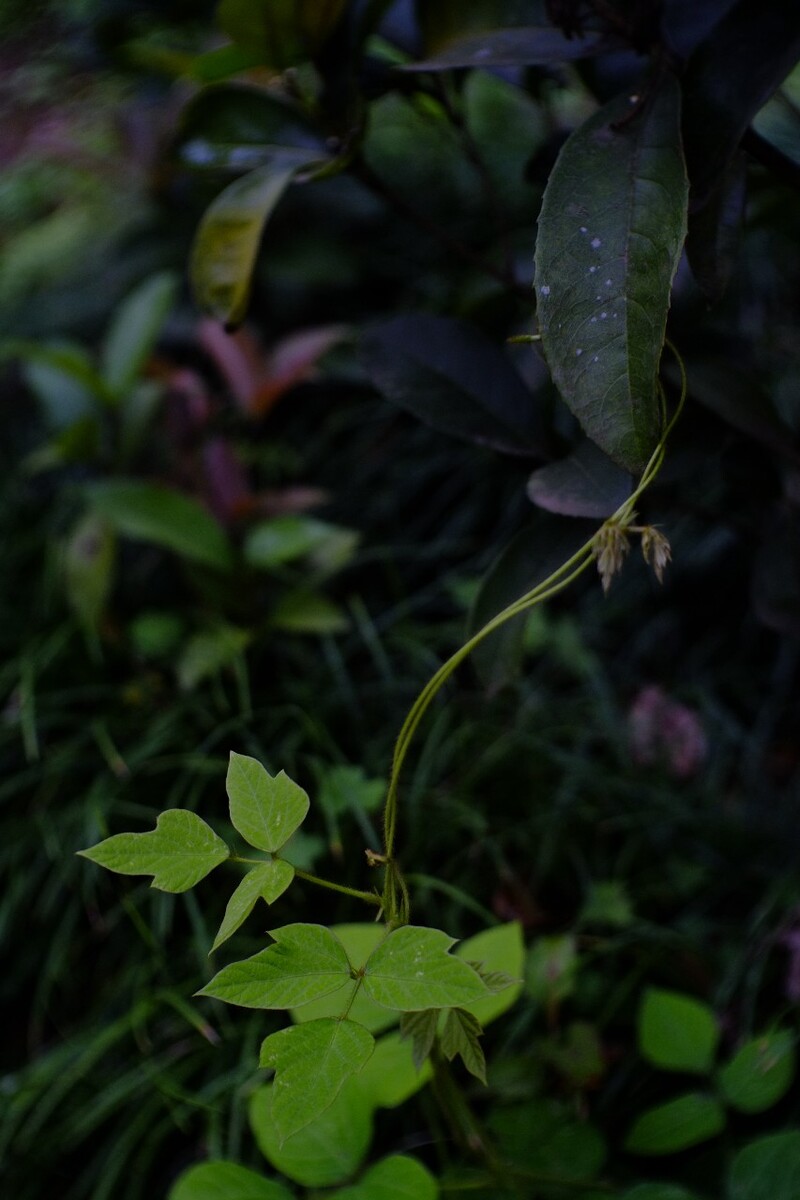 当花苗依恋上了绿叶，携起手度过一个春天