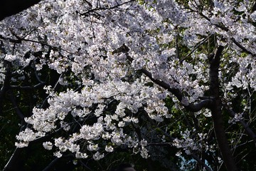 C9B11914-057B-4CDC-8230-CF37EF9ED363/L0/001