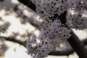 85787A9A-72A9-44A2-839F-B575E186276D/L0/001