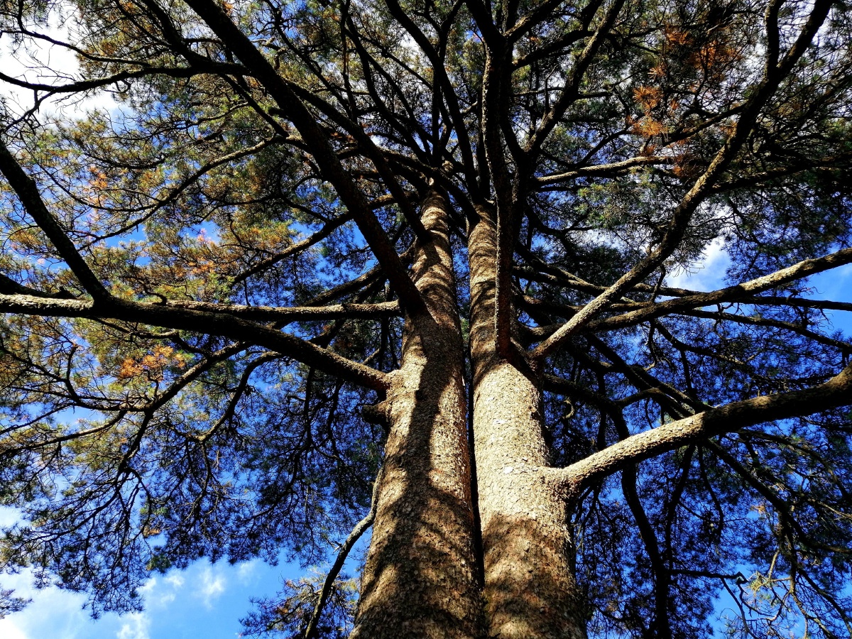 一棵树连理枝并蒂恩爱爬黄山拍的绿色生命力