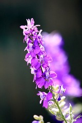 薰衣草