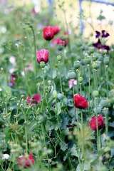 罂粟花04