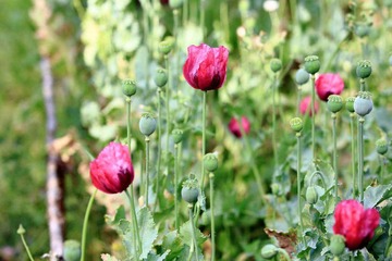 罂粟花03