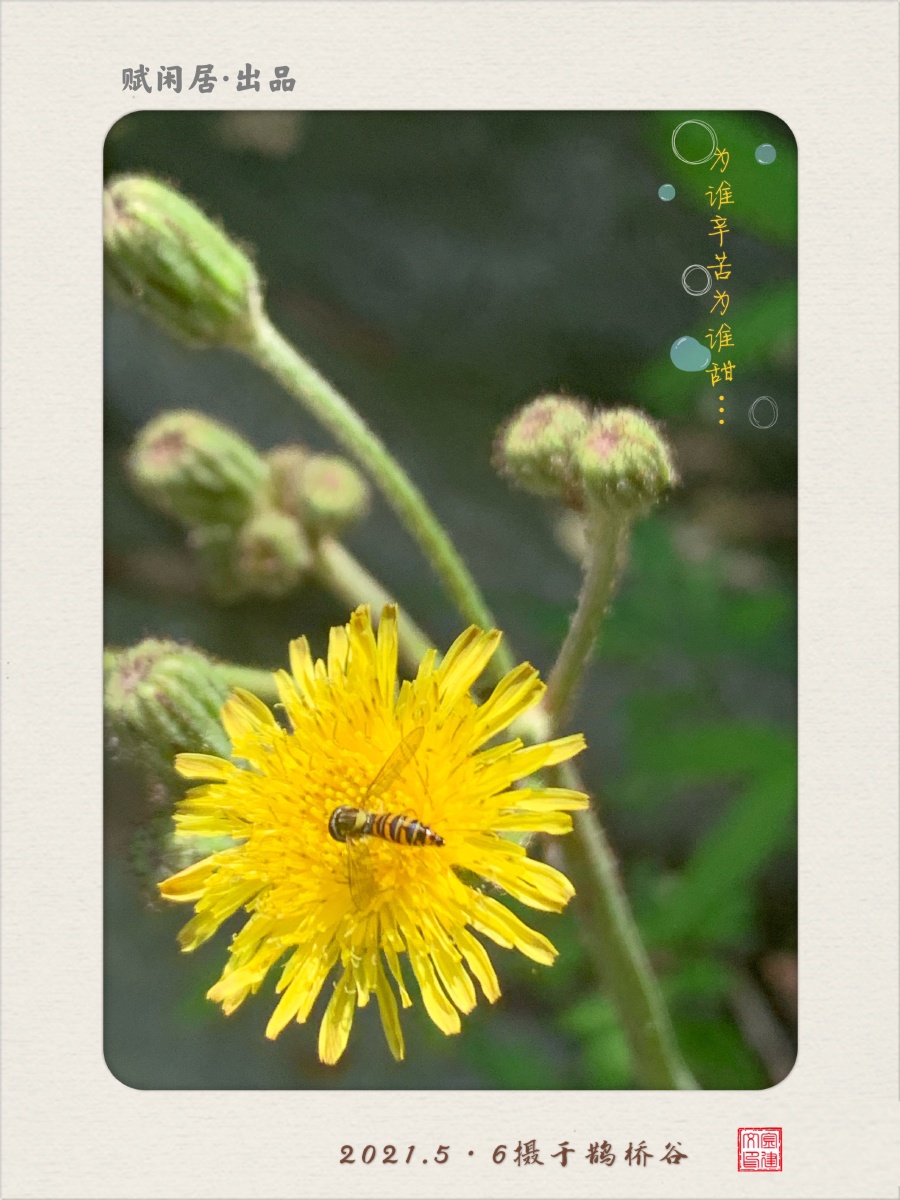 《咏蜂》【明】王锦纷纷穿飞万花间,终生未得半日闲.
