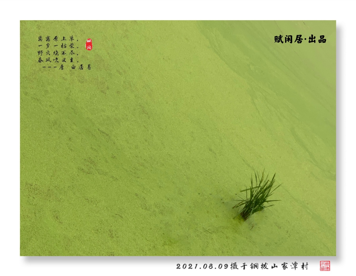 离离原上草一岁一枯荣野火烧不尽春风吹又生唐白居易