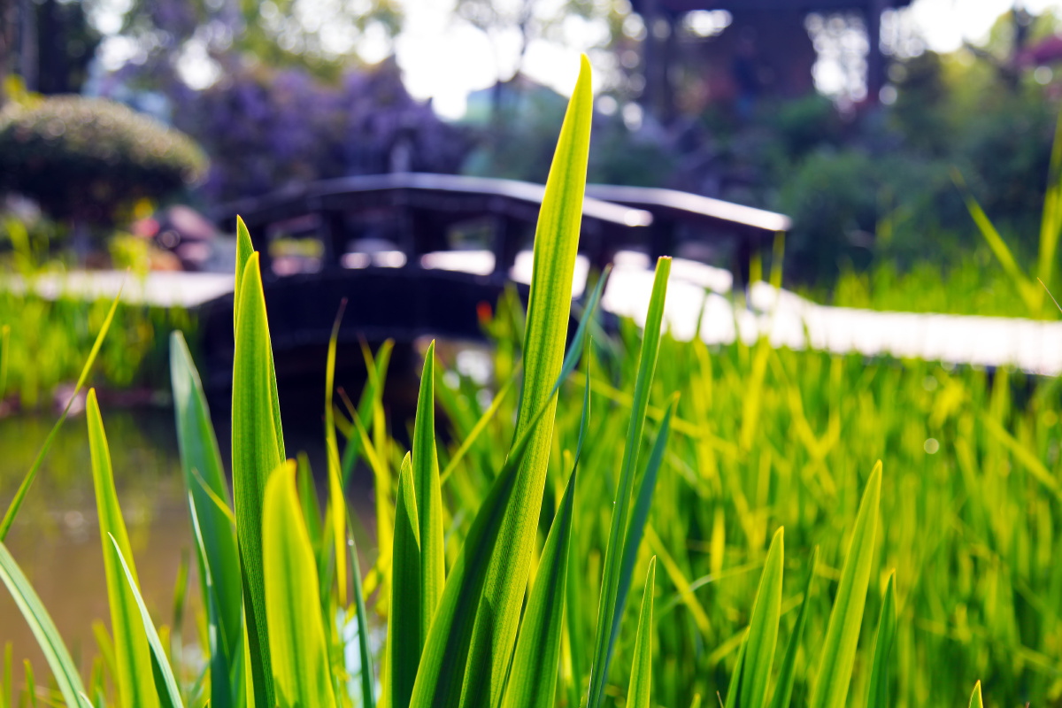 青青河边草摄于浙江嘉善县