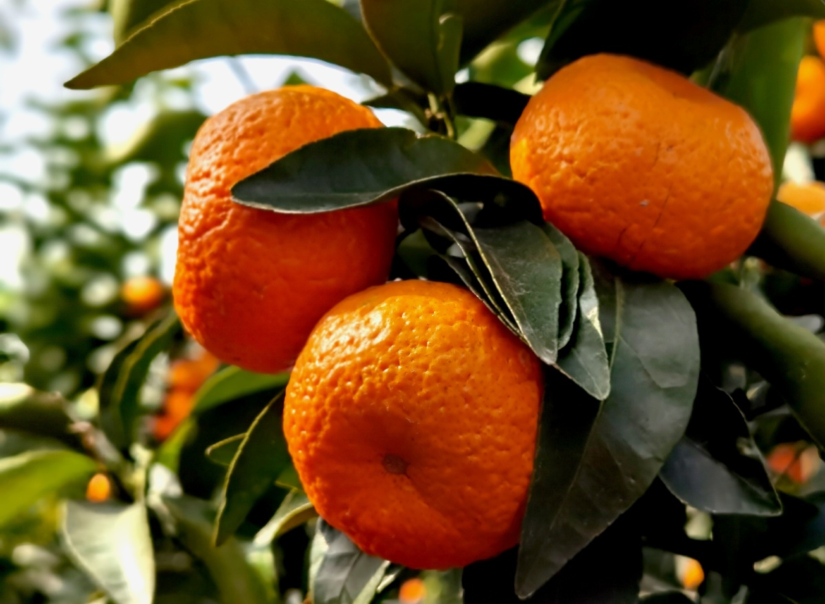 江南有丹橘经冬犹绿林