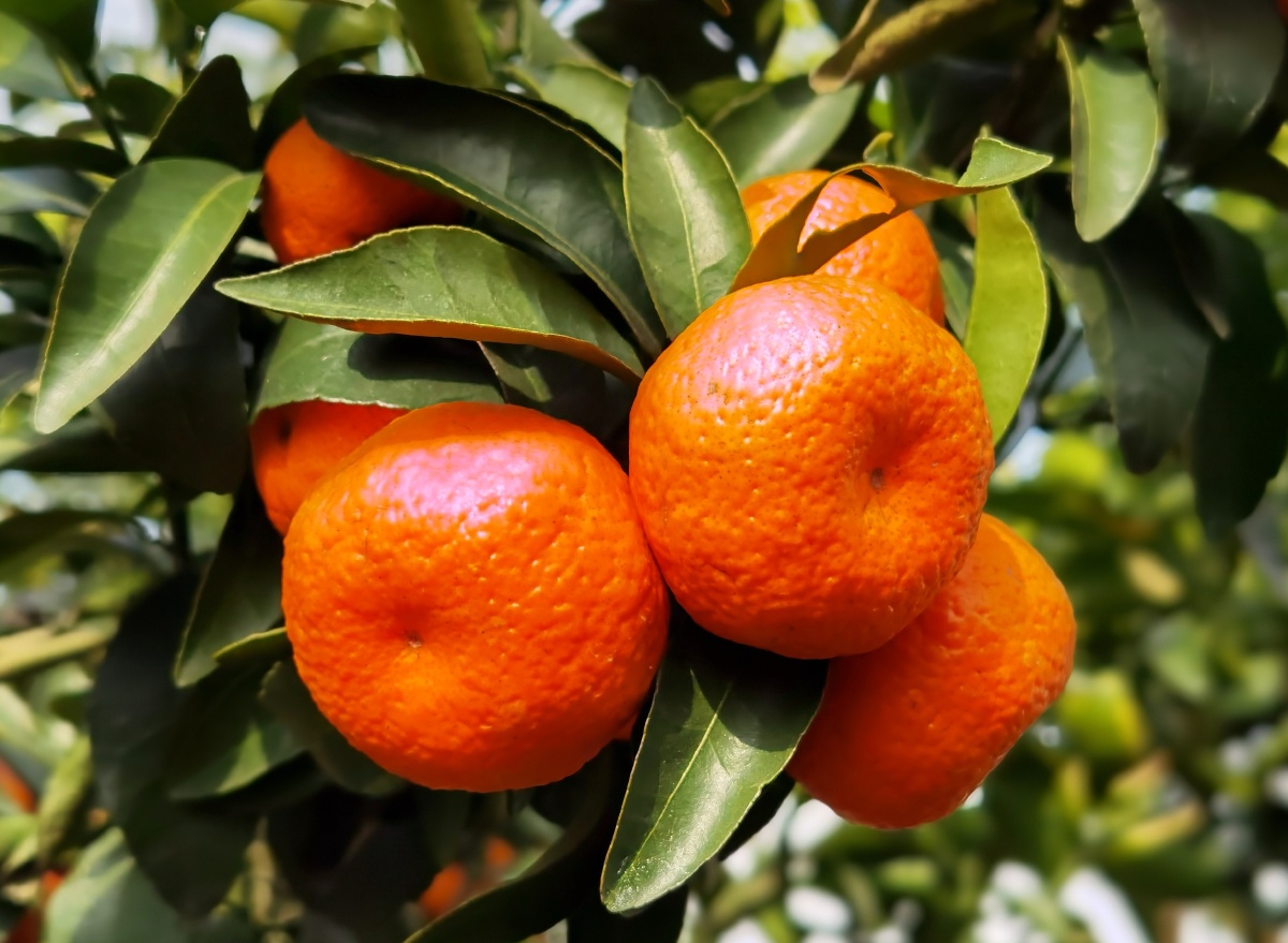 江南有丹橘经冬犹绿林