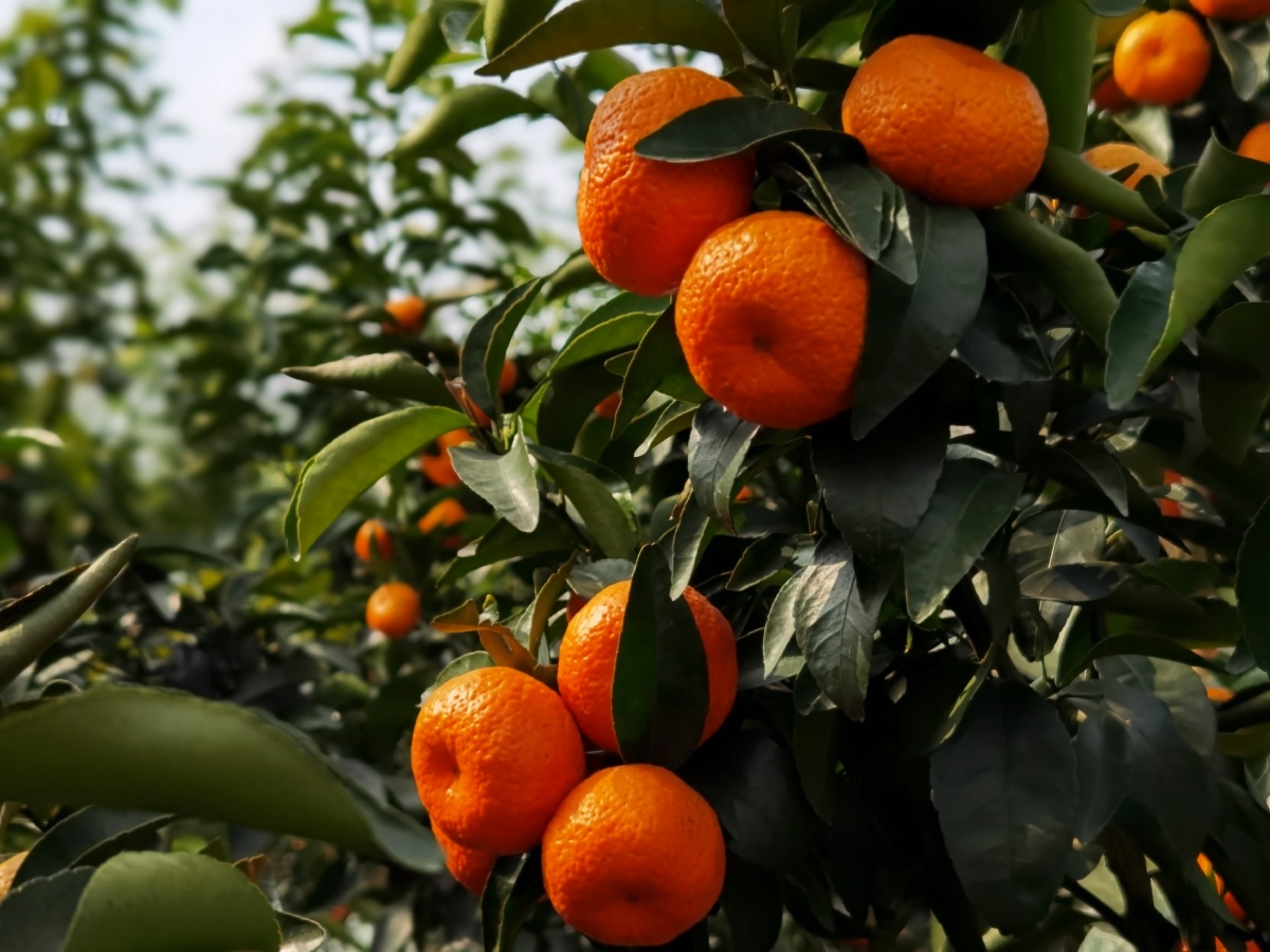 江南有丹橘经冬犹绿林