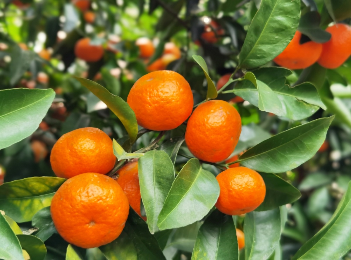 江南有丹橘经冬犹绿林