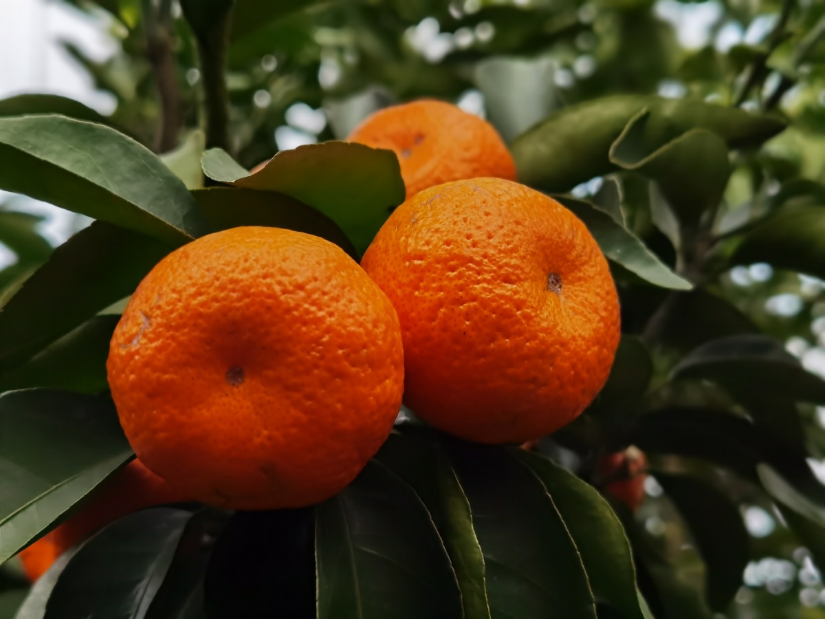 江南有丹橘经冬犹绿林