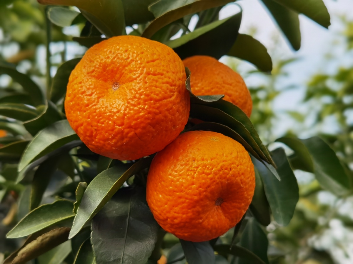 江南有丹橘经冬犹绿林