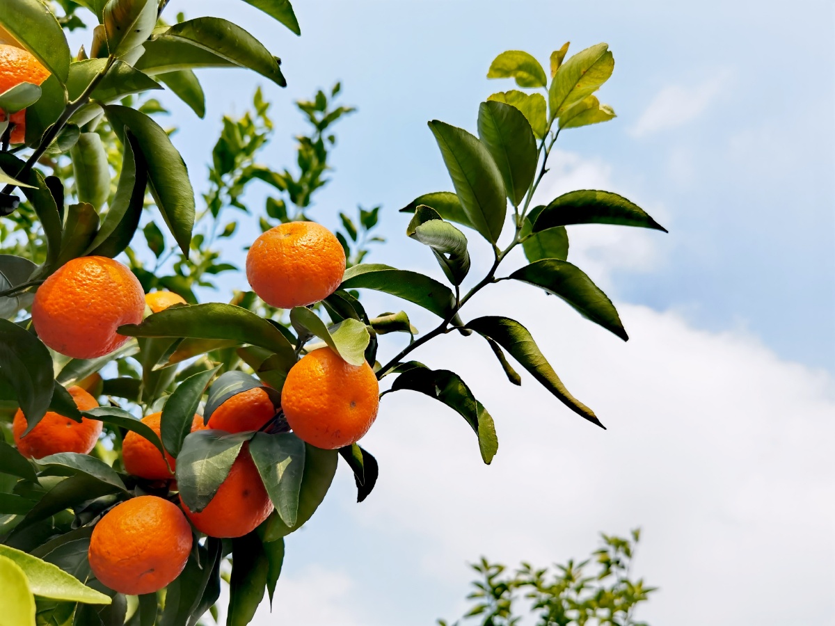 江南有丹橘经冬犹绿林