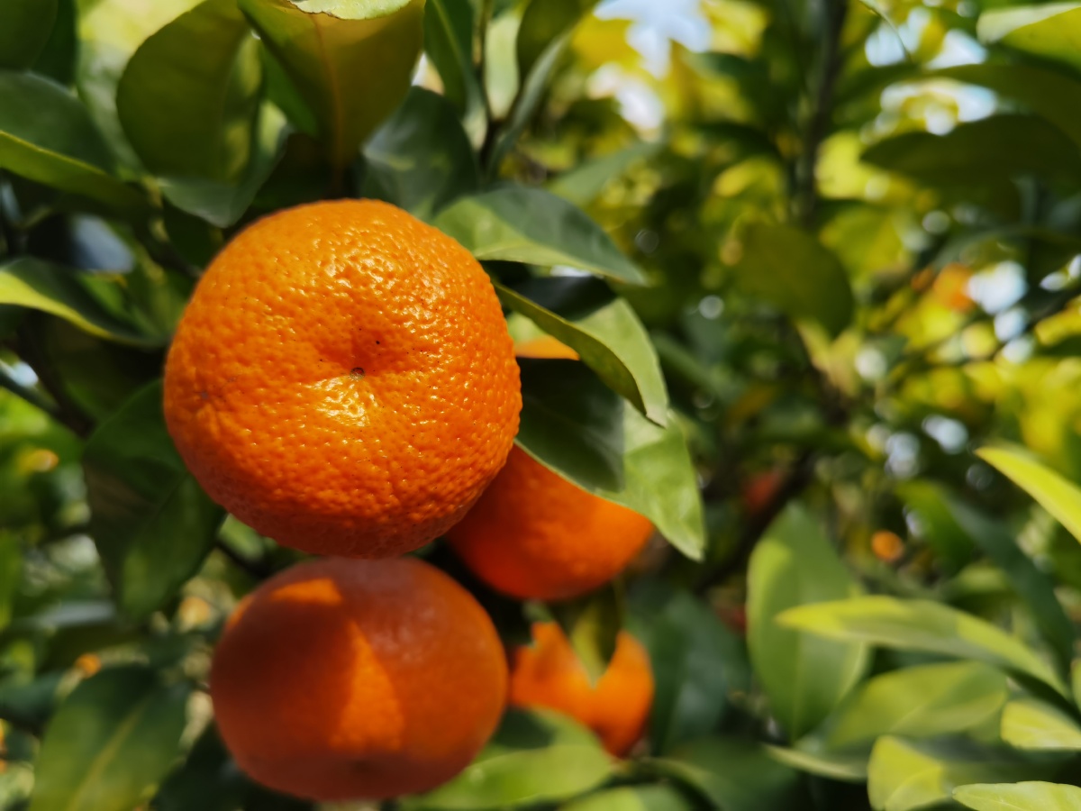 江南有丹橘经冬犹绿林