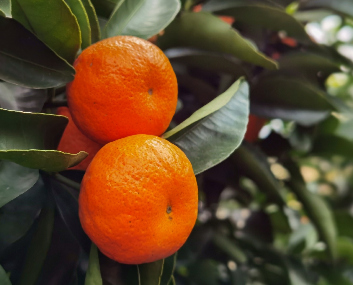 江南有丹橘经冬犹绿林