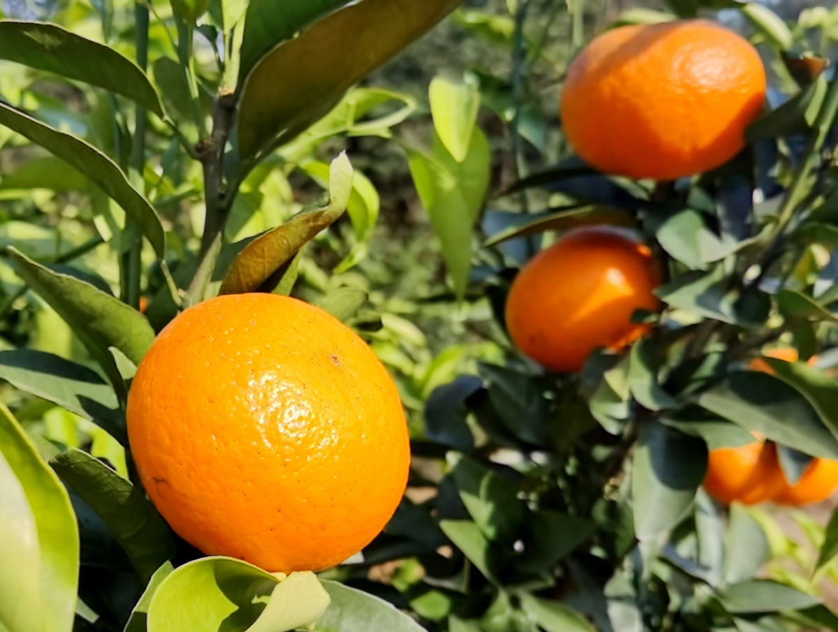 江南有丹橘经冬犹绿林