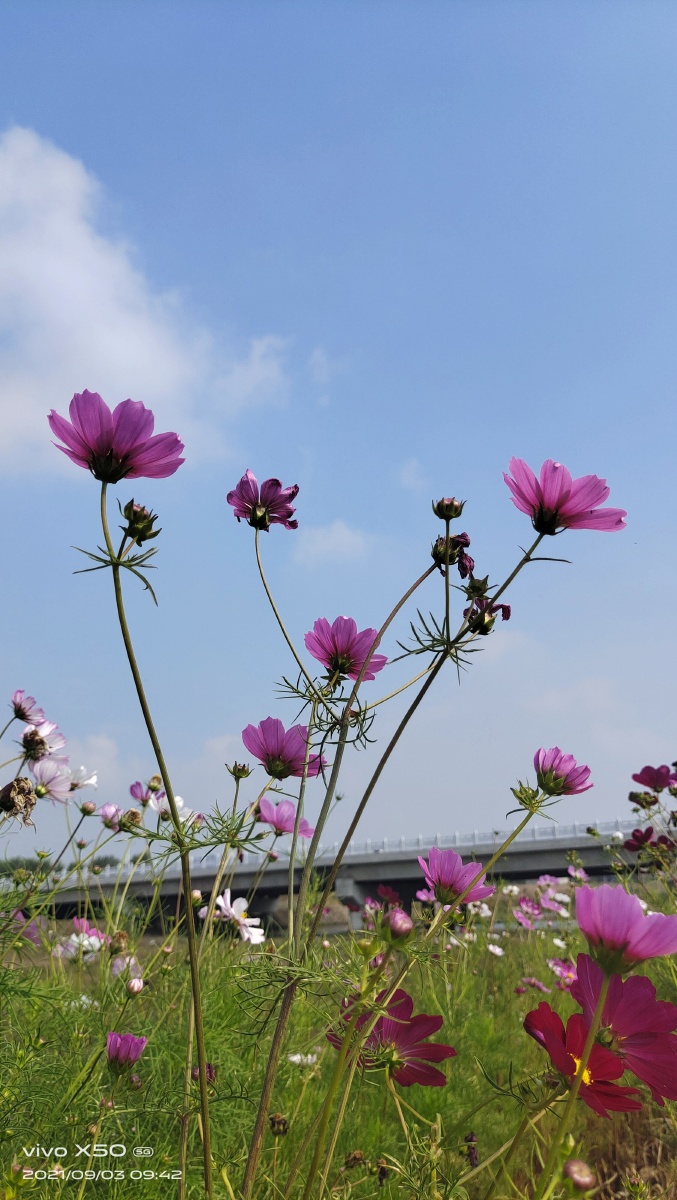 蓝天,白云,格桑花,绽放,大楼,绿草