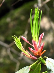 春芽