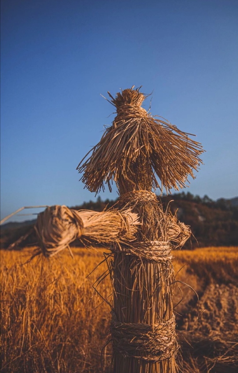 金黄的稻草人真好