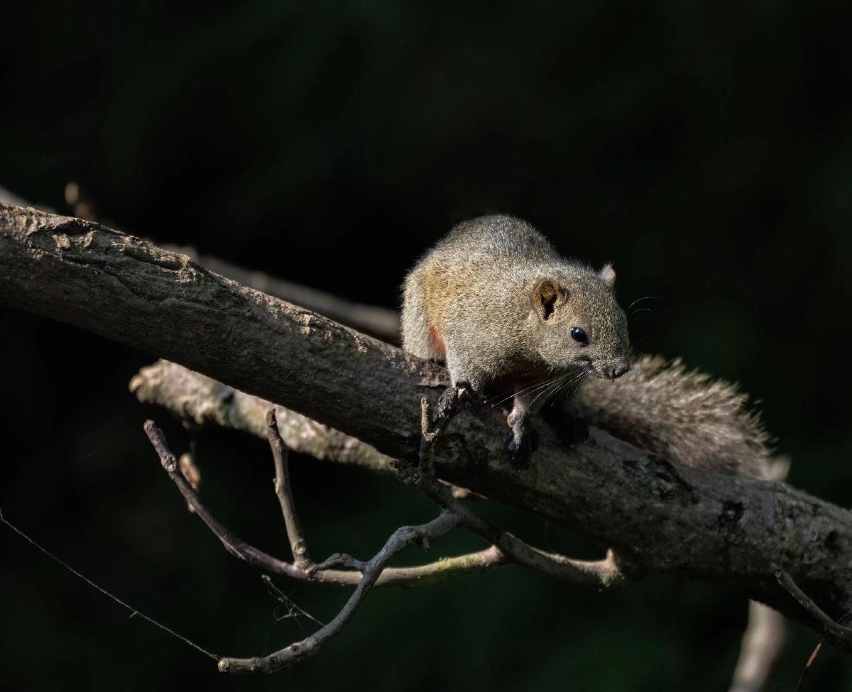 发现一只胖松鼠.