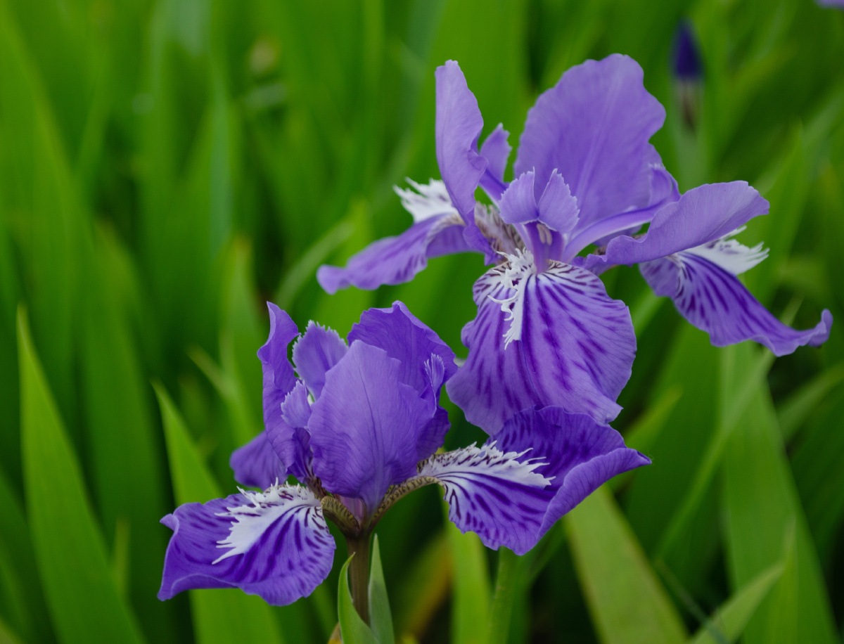 鸢尾花又名蓝蝴蝶