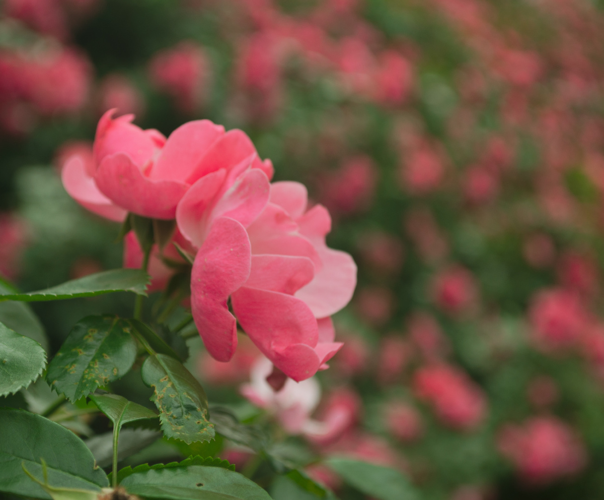 夕阳下盛开的蔷薇花芬芳艳丽