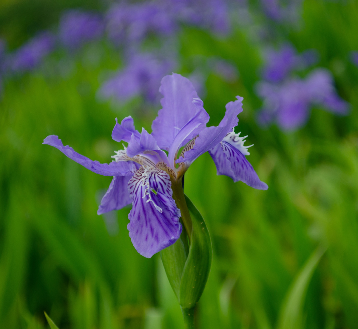 鸢尾花又名蓝蝴蝶