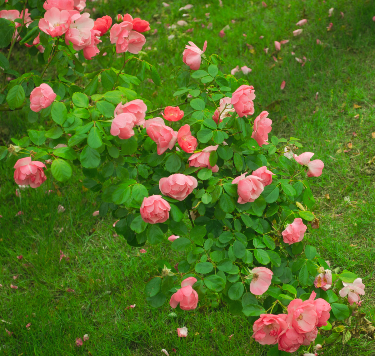 夕阳下盛开的蔷薇花芬芳艳丽
