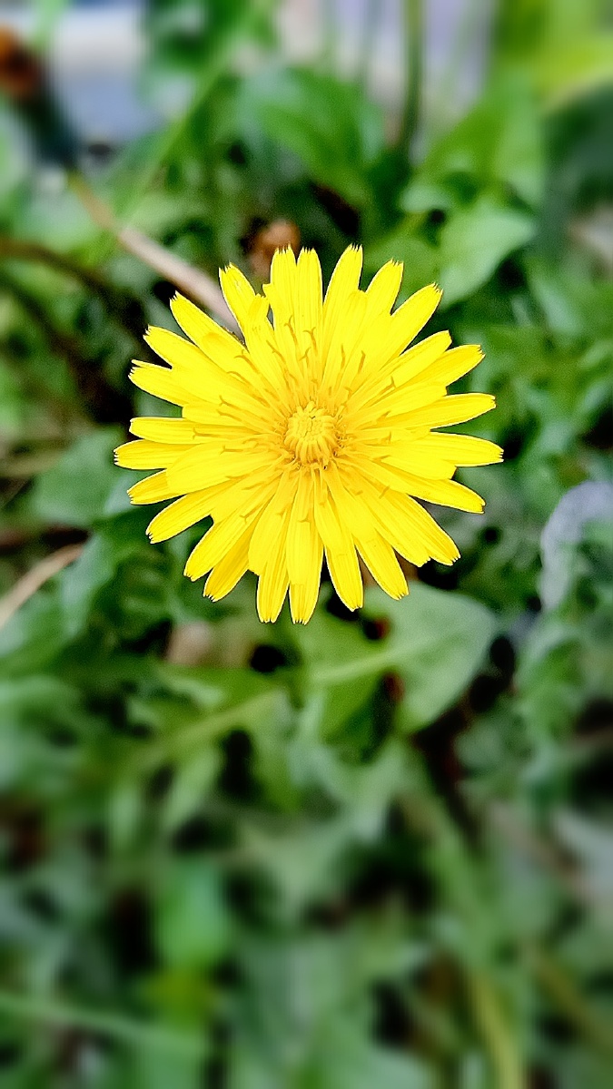 最是山村开不尽,飞香流翠小黄花.#蒲公英 - 途球360 - 图虫