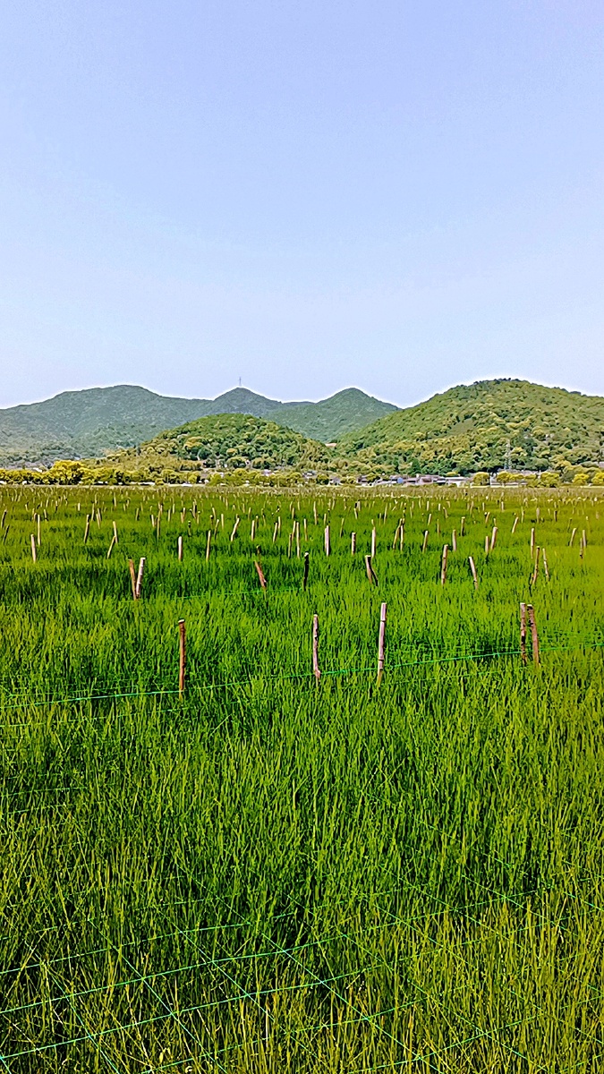 田园风光席子草