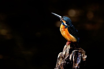 _DSC1719