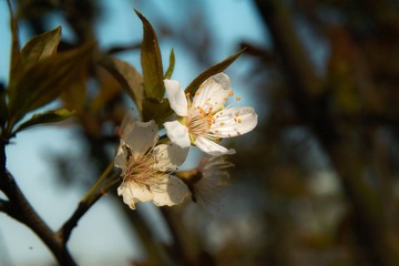 SDIM3707