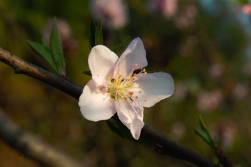 SDIM3726
