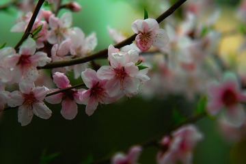 SDIM3768