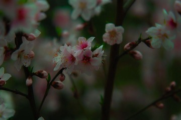 SDIM3776
