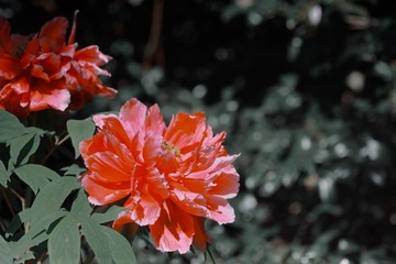D4968360-070C-471B-BEE3-5DB80F5470B9/L0/001