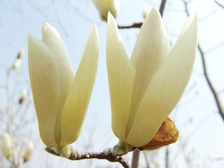 “冰清玉洁）