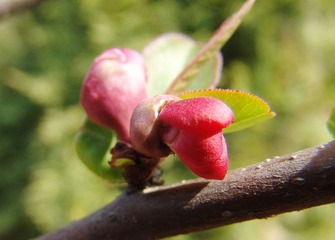 ”吐露芬芳“