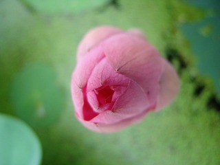 小荷