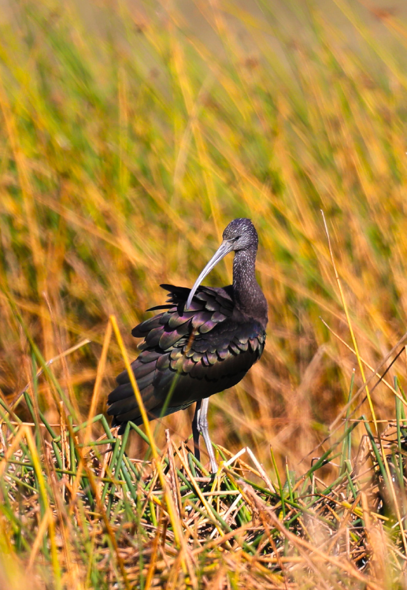 彩鹮(英文名:glossy ibis,学名:plegadis falcinellus),是鹈形目鹮科