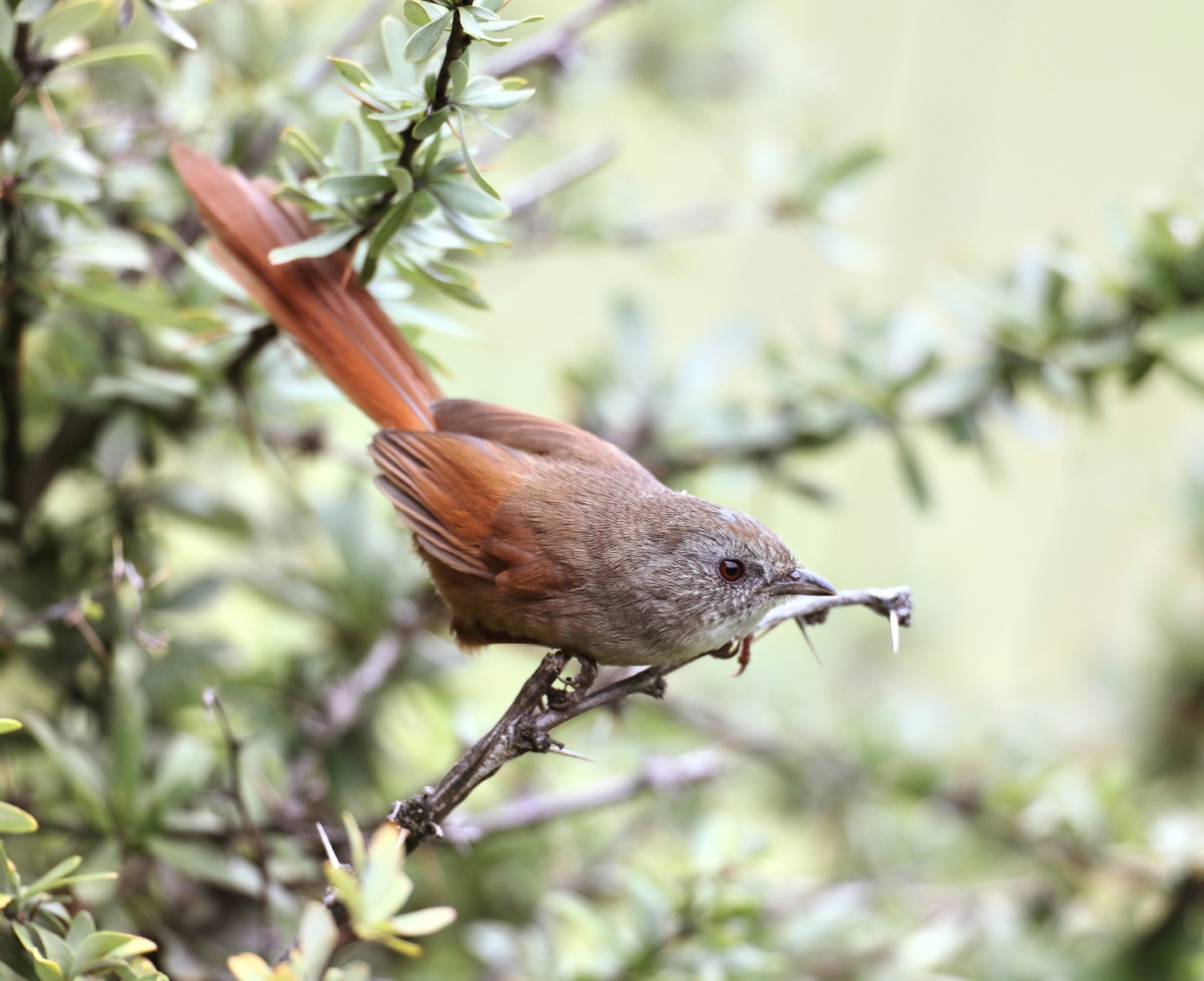宝兴鹛雀英文名rufoustailedbabbler学名moupiniapoecilotis是雀形目