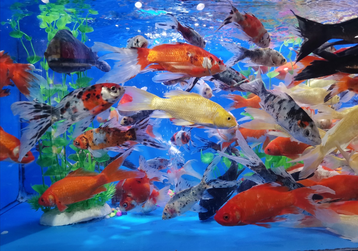 五颜六色的鱼