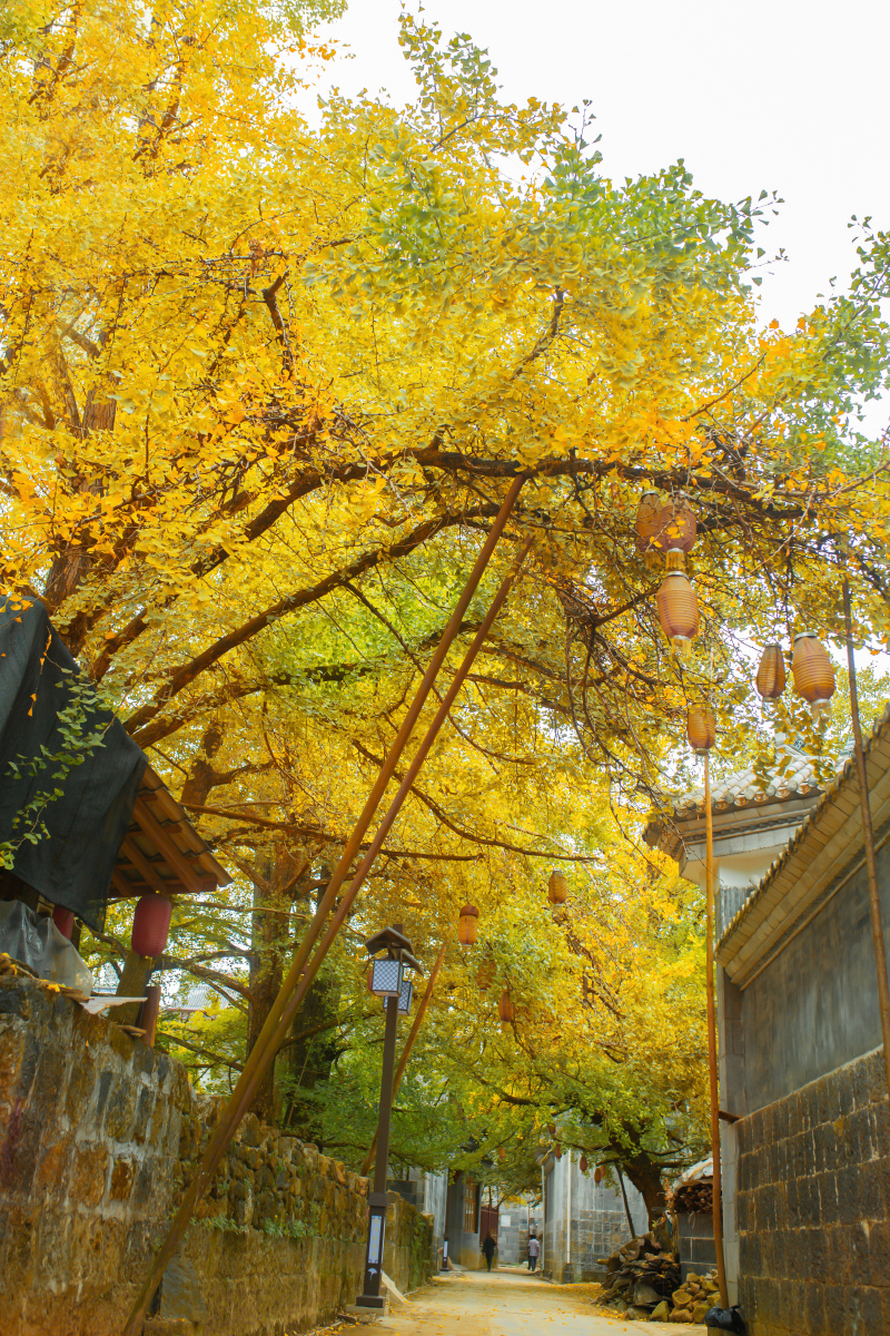 腾冲银杏村艾尚旅拍