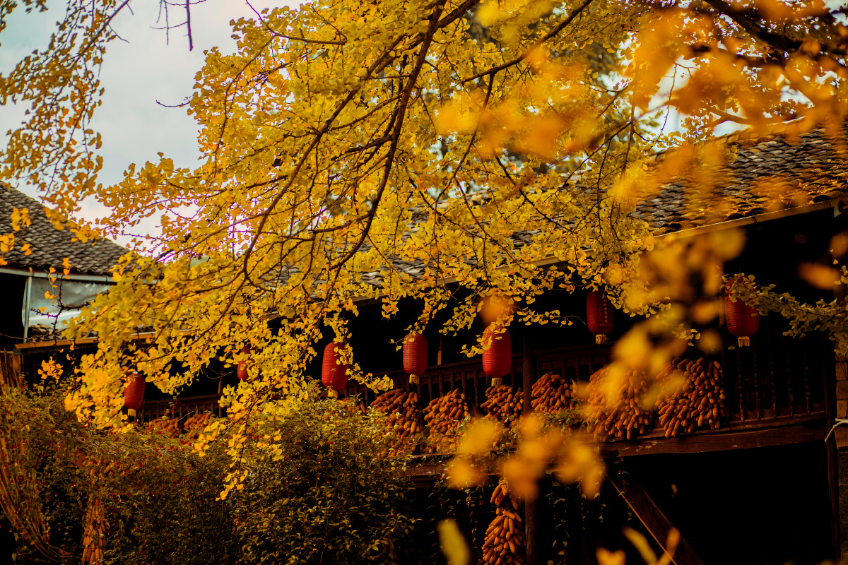 腾冲银杏村艾尚旅拍 - 摄影师161588871251813