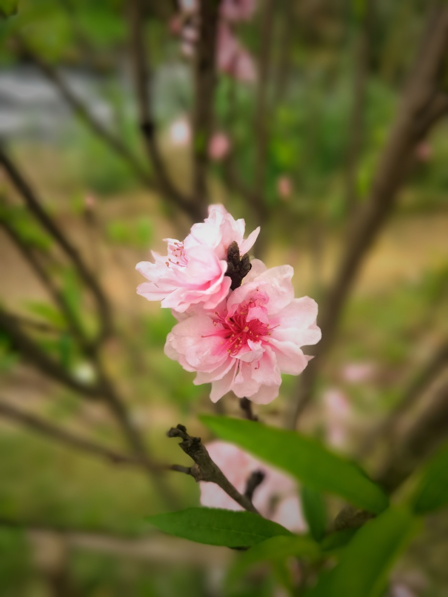 粉红色桃花