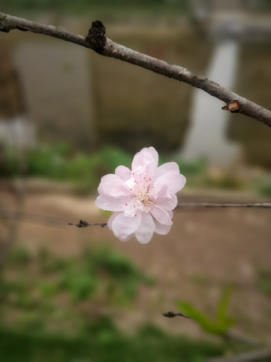 一枝独秀