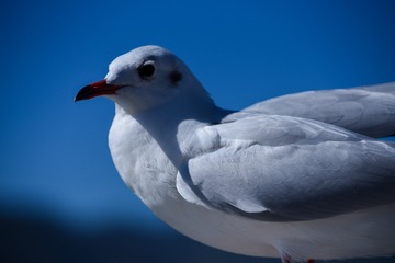 22786